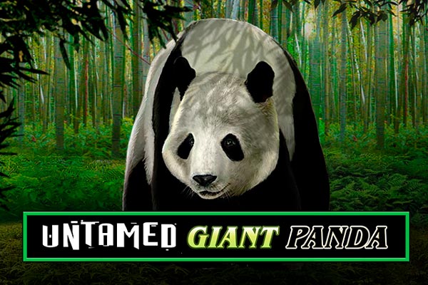 Слот Untamed - Giant Panda от провайдера Microgaming в казино Vavada
