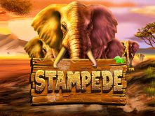 Stampede