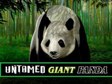 Untamed — Giant Panda